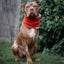 Bodhi & The Birchtree - Bodhi & The Birchtree Burnt Orange Fleece Snood