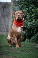 Bodhi & The Birchtree - Bodhi & The Birchtree Burnt Orange Fleece Snood
