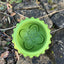 Bodhi & The Birchtree - Acorn Dog Treat Dispenser - Green & Lime