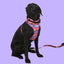 Adjustable Airmesh Dog Harness