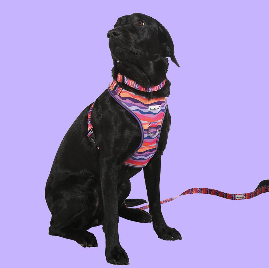 Adjustable Airmesh Dog Harness
