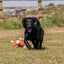 Ancol Pet Products Ltd - Small Bite Highland Cow For Puppies & Smaller Dogs