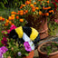 Cuddly Critters Dog Toys