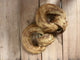 Nutriment Buffalo Collagen Rings