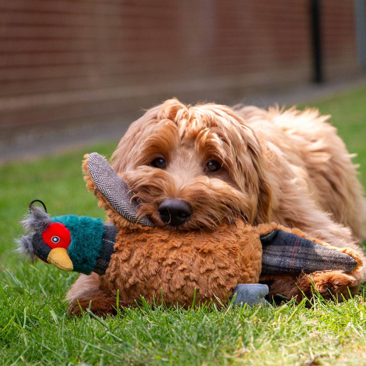Heritage Phoebe Pheasant Dog Toy with squeak and crinkle
