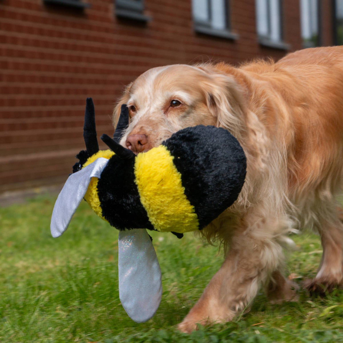 Cuddly Critters Dog Toys