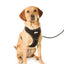 Adjustable Airmesh Dog Harness