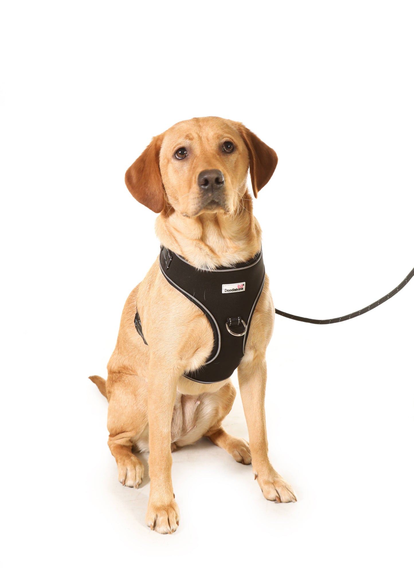 Adjustable Airmesh Dog Harness