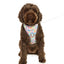 Adjustable Airmesh Dog Harness