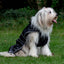 Ancol Stormguard All weather Coat Black