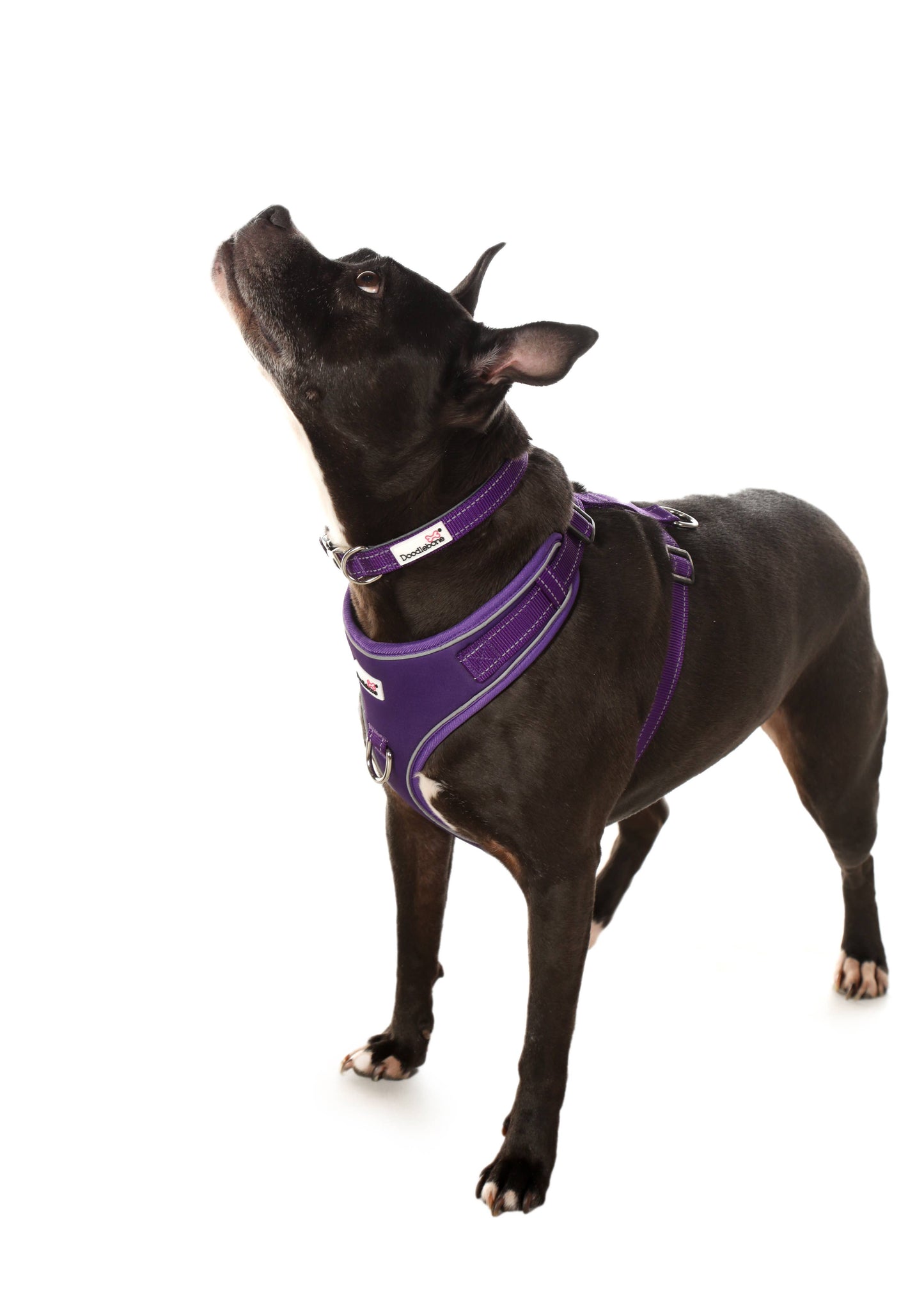 Adjustable Airmesh Dog Harness