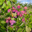 Plum and Rosehip Jam