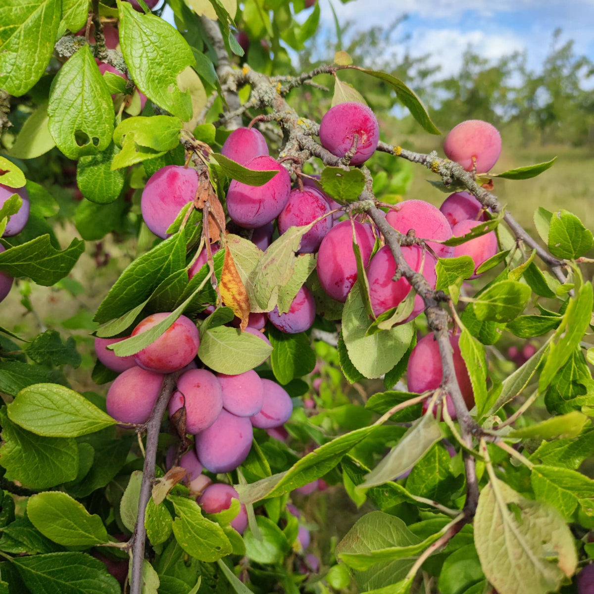Plum and Rosehip Jam