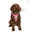 Adjustable Airmesh Dog Harness