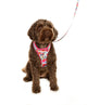Adjustable Airmesh Dog Harness
