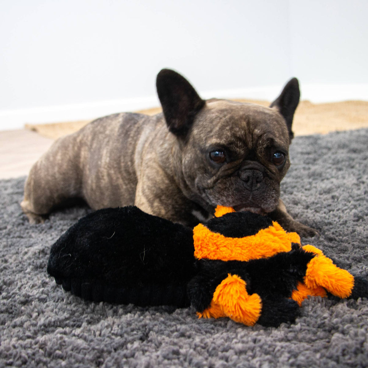 Cuddly Critters Dog Toys