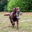 Ancol Pet Products Ltd - Play Time For Dogs Tricoloured Jumbo Rope Ball Tug