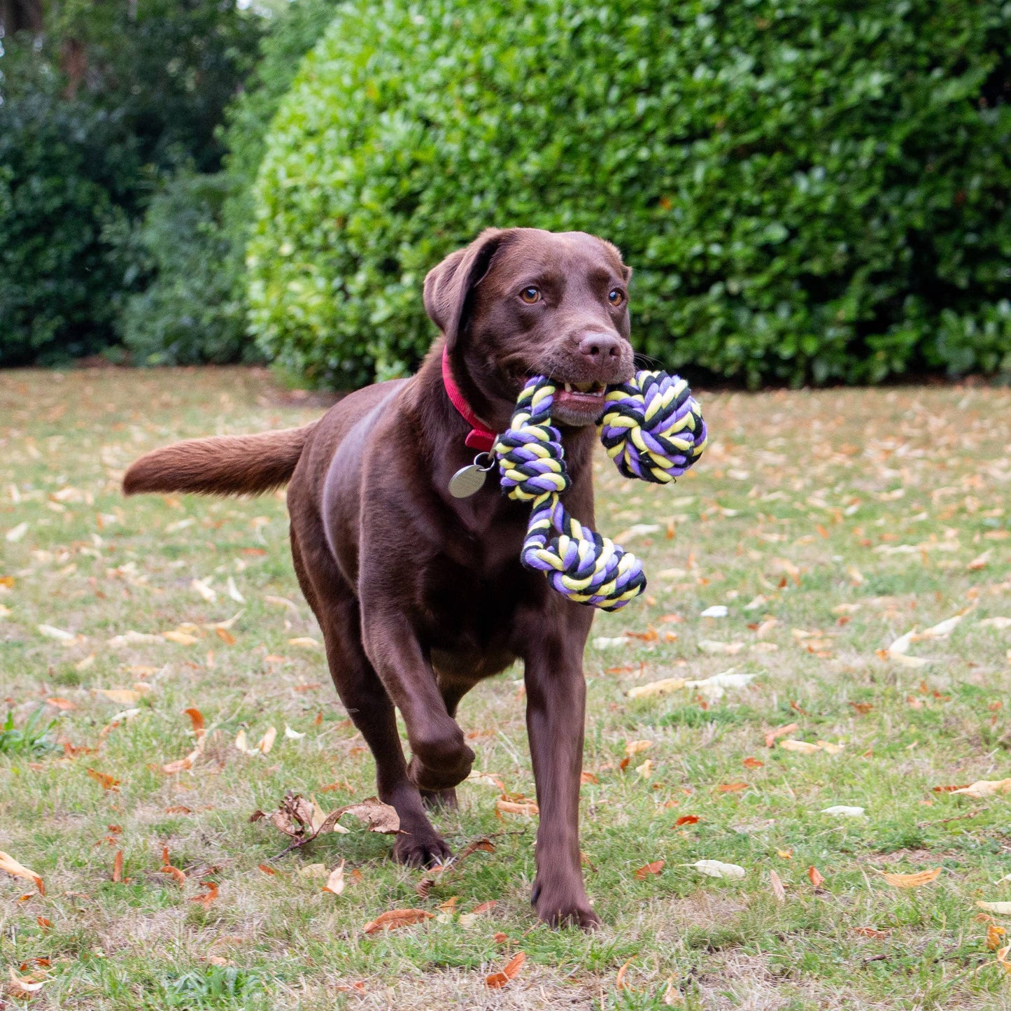 Ancol Pet Products Ltd - Play Time For Dogs Tricoloured Jumbo Rope Ball Tug