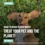 Recycled Ocean Plastic Dog Bowl: Forest Green