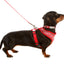 Doodlebone Padded Dog lead