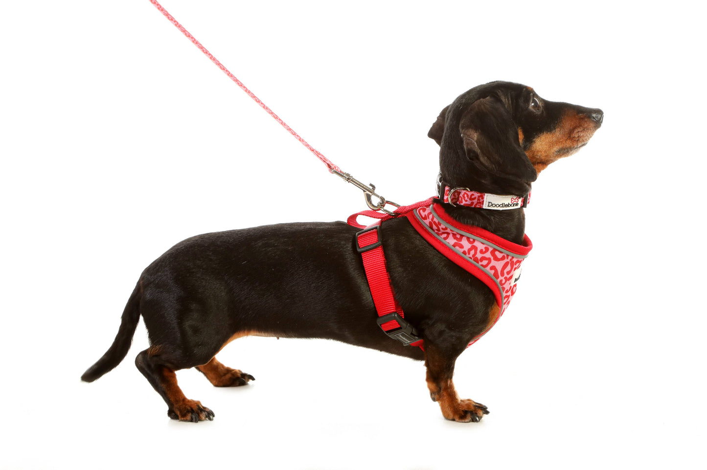 Doodlebone Padded Dog lead