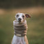Bodhi & The Birchtree - Bodhi & The Birchtree Dark Camel & Light Stone Fleece Snood