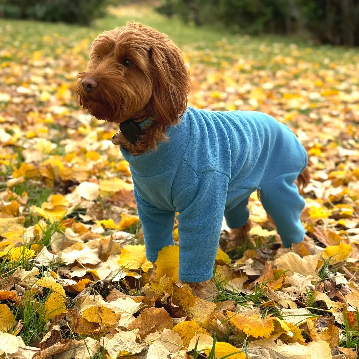 Four Legged Dog Fleeces