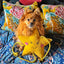Star XL Dog and Horse Eco Toy
