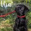 Ancol Viva Rope Slip Lead 120cm x 1cm
