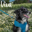 Ancol Viva Rope Snap Lead 107cm x 1.2cm