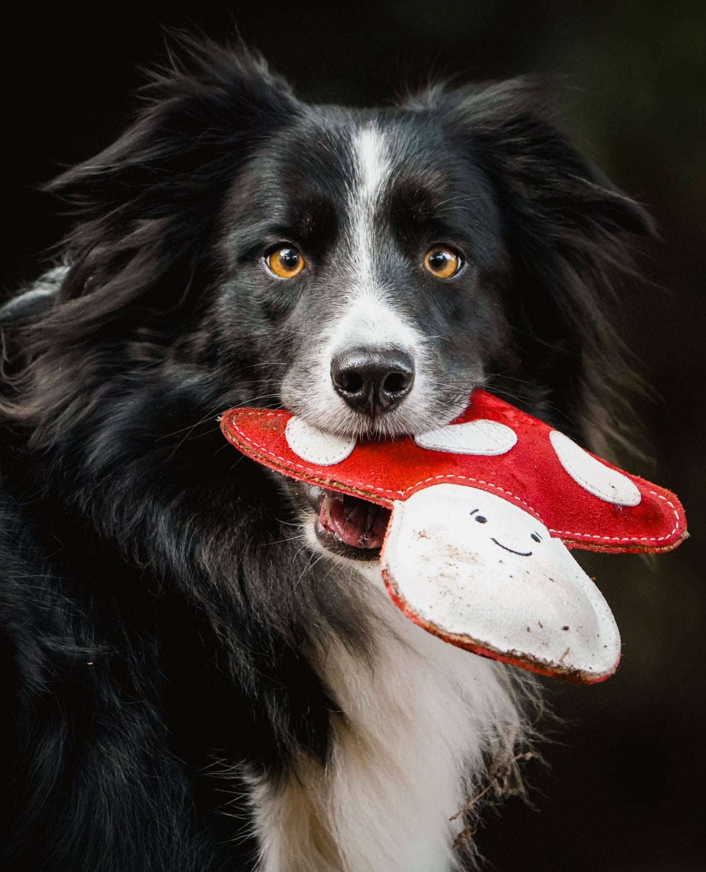 Aurora Paws - Marie the Mushroom shaped Eco Dog Toy