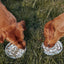 Bodhi & The Birchtree - Rainbow Enrichment Bowl Leaden