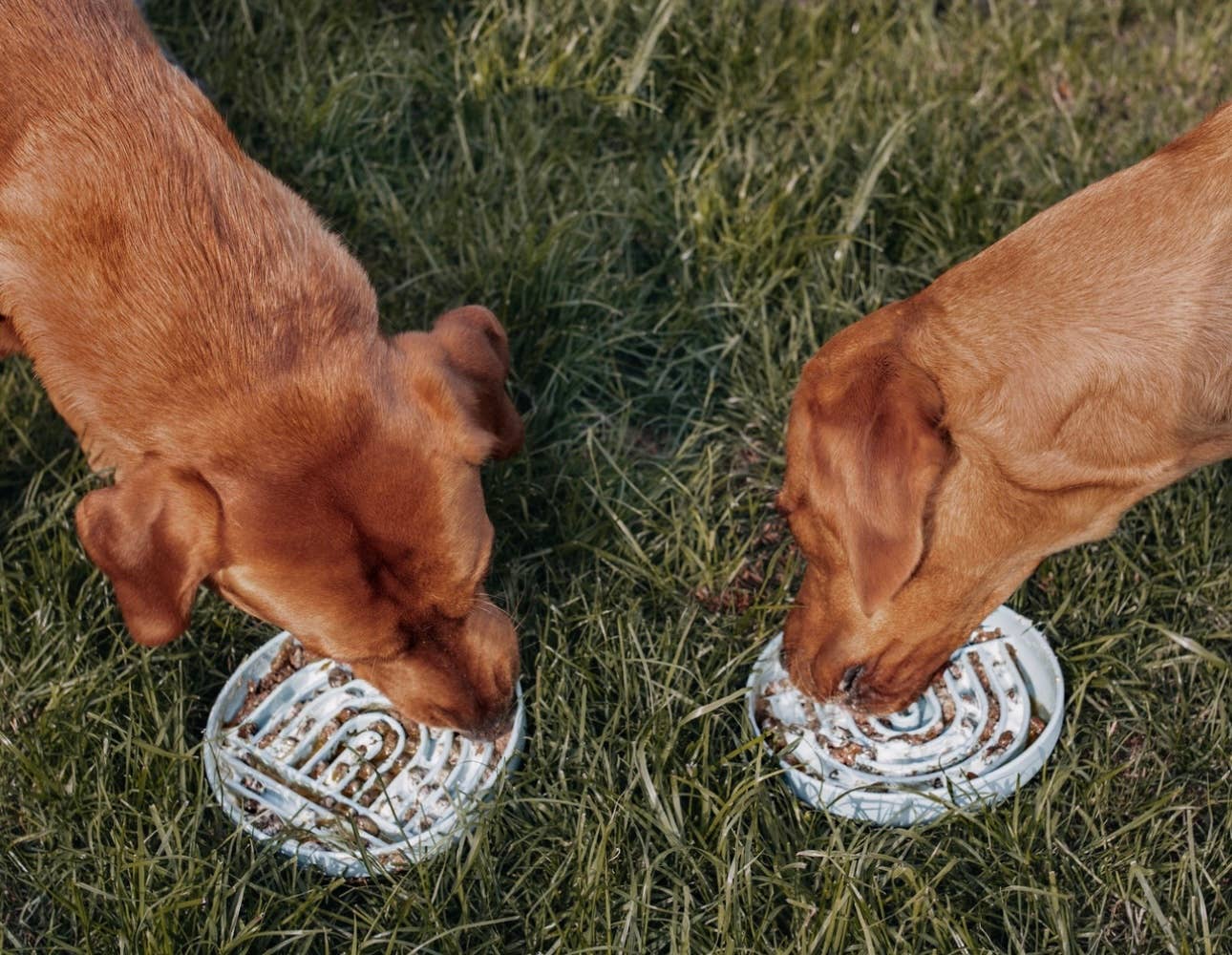 Bodhi & The Birchtree - Rainbow Enrichment Bowl Leaden