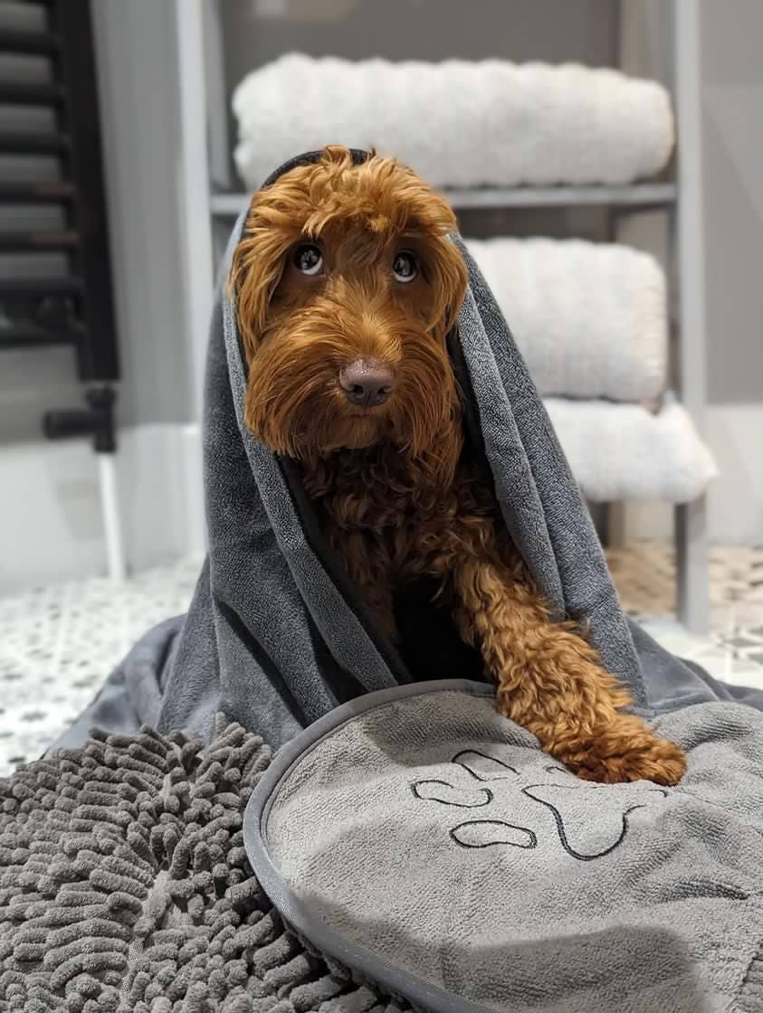 Pet Wiz - Microfibre Noodle / Chenille Dog Towel