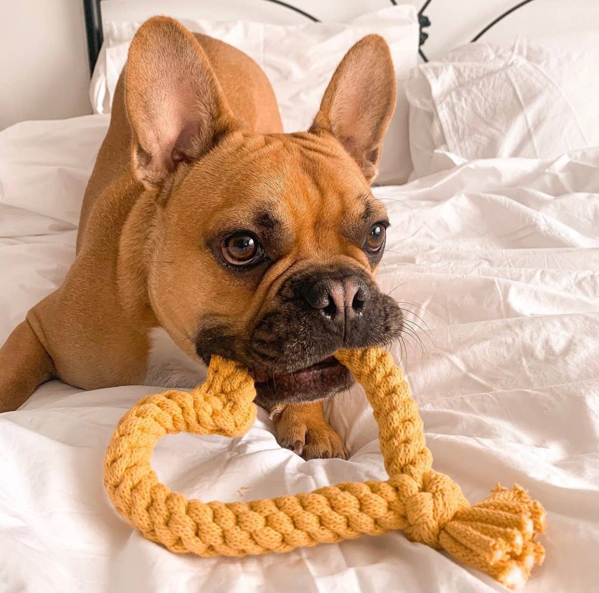 Heart Dog Toy