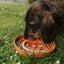 Bodhi & The Birchtree - Rainbow Enrichment Bowl Terracotta