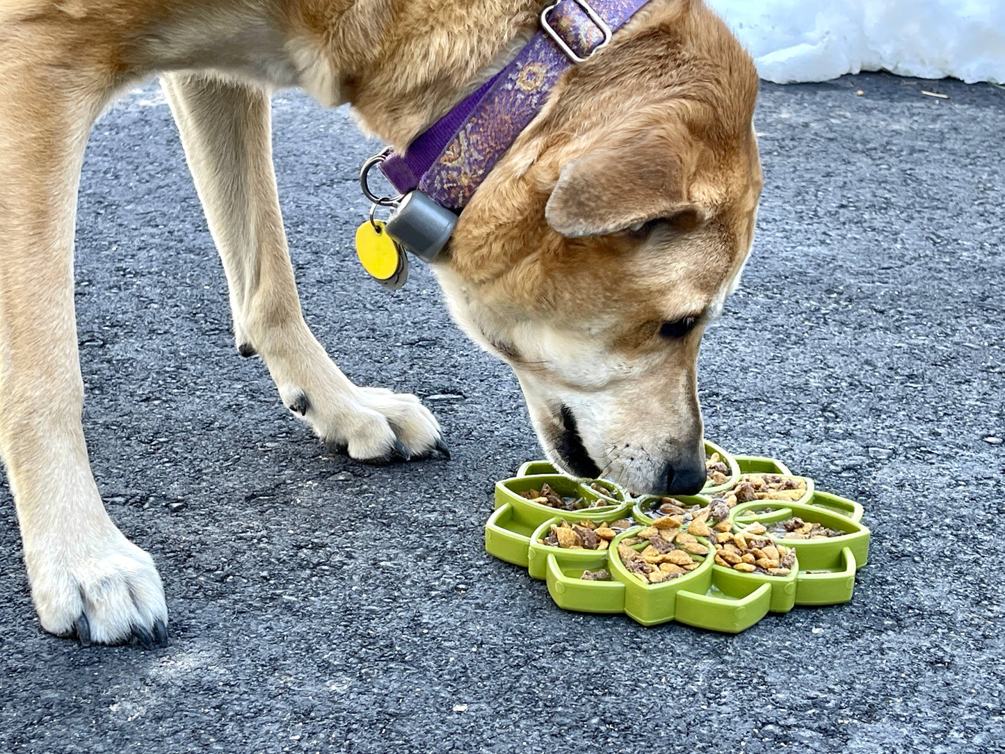 Mandala Design eTray Enrichment Tray for Dogs: Green