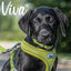 Ancol Viva Buckle Collar Lime
