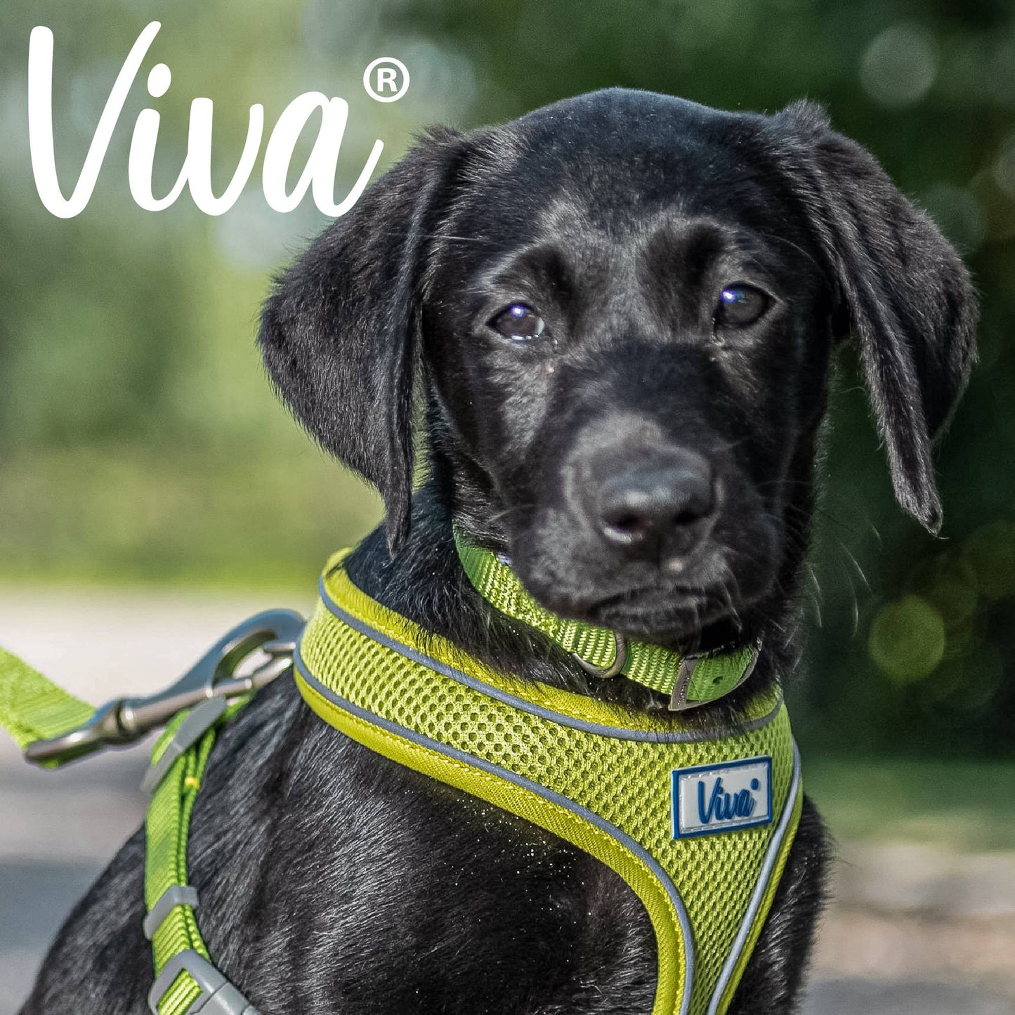 Ancol Viva Buckle Collar Lime