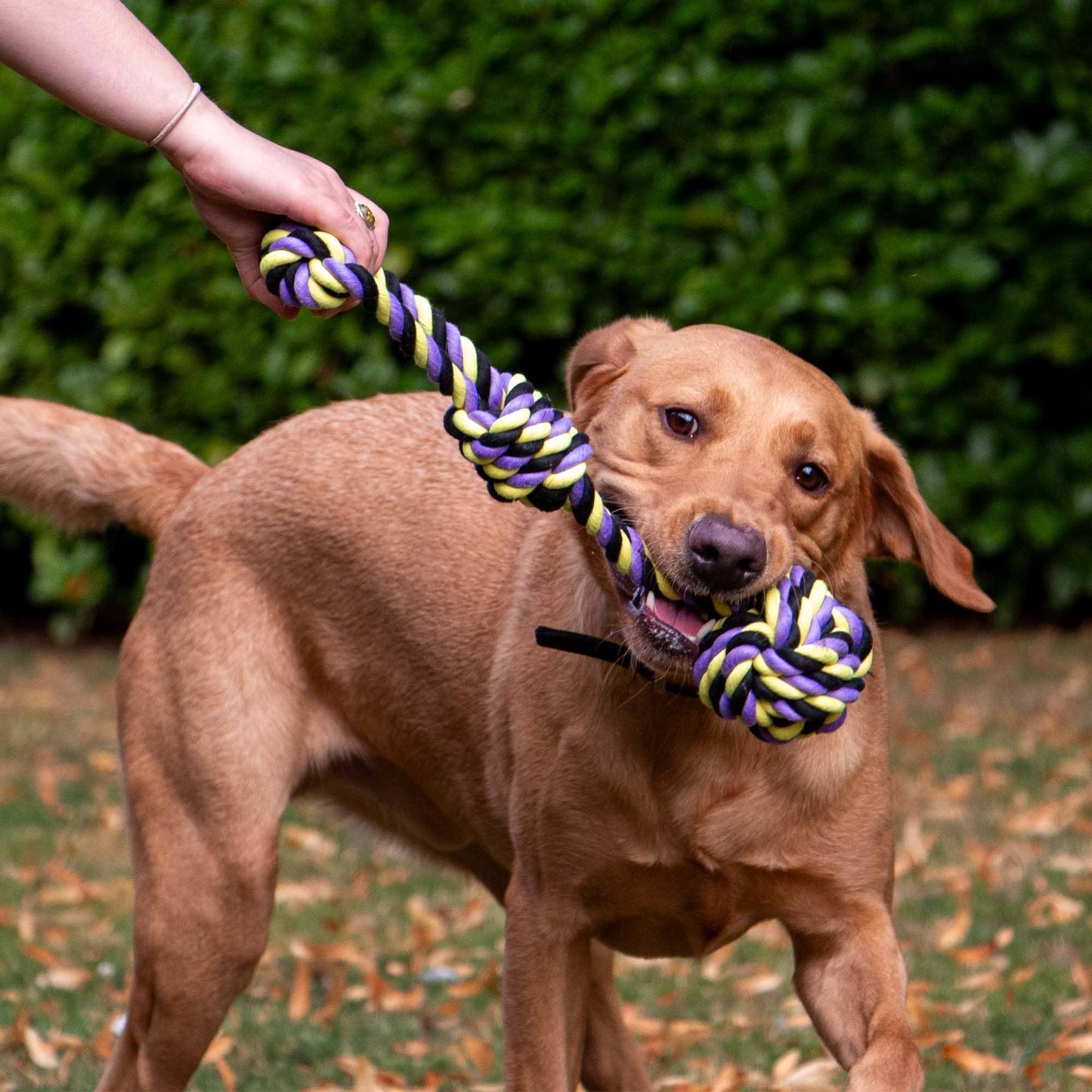 Ancol Pet Products Ltd - Play Time For Dogs Tricoloured Jumbo Rope Ball Tug