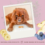 Betty Miller Grain-Free Banana, Apple & Blueberry Bones