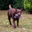 Play Time For Dogs Ropey Knot