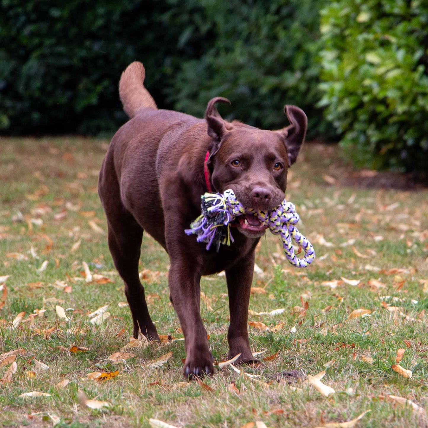 Play Time For Dogs Ropey Knot