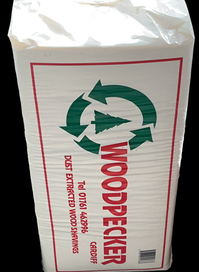 Woodpecker