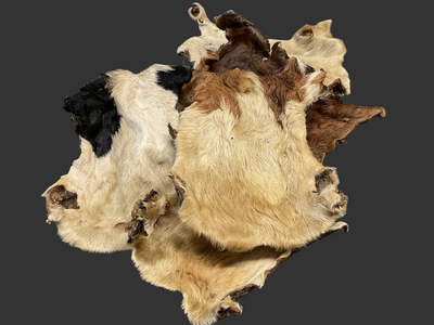 Air Dried Beef Headskin Plate with Hair