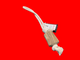 Elkwood Coffee Wood Rope Toy
