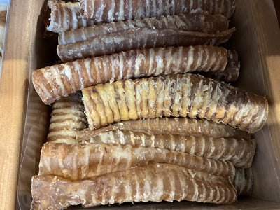 Water Buffalo Trachea (15cm)