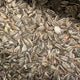 Loose sunflower seeds