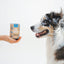 Gut Support Dog Treats