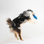 Joint & Mobility Dog Treats